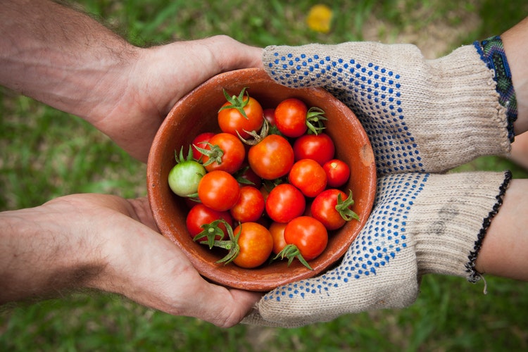 TILL Farm tomatoes