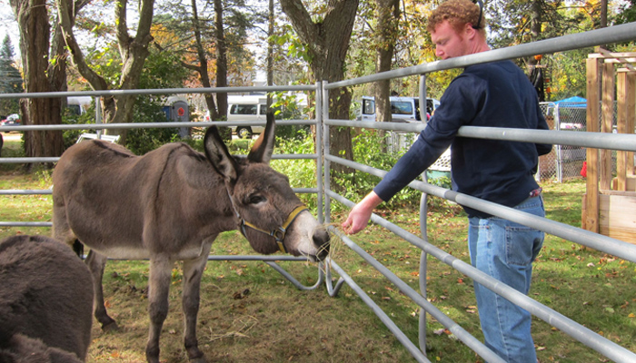 meeting donkey