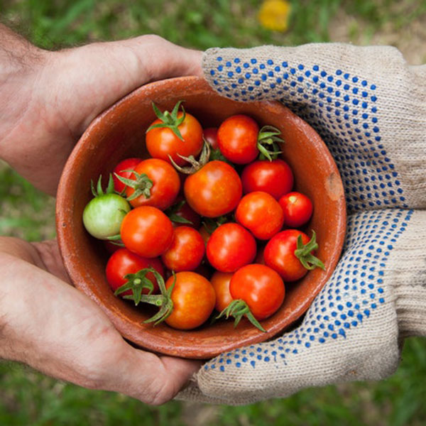 tomatoes